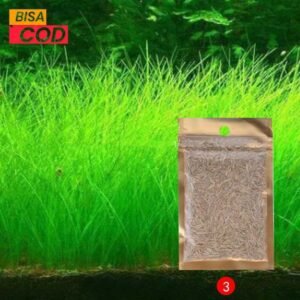 Bibit Rumput Air Dekorasi Aquarium Landscape Ornament 10GRAM